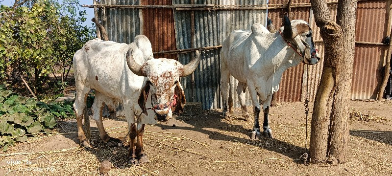 બળદ