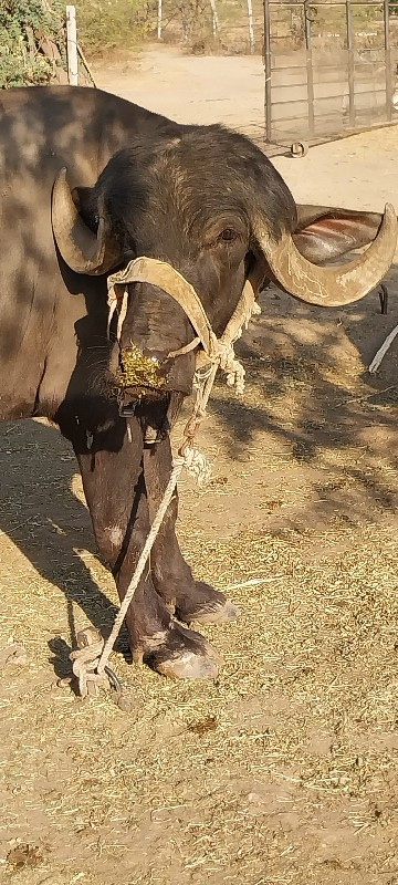 પાડો વેચવાનો છે