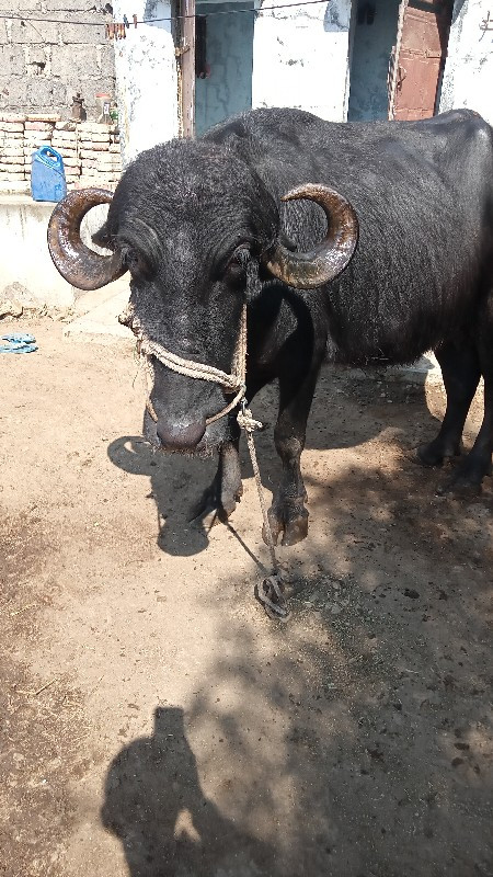 ખરેડુ પેલુવેતર