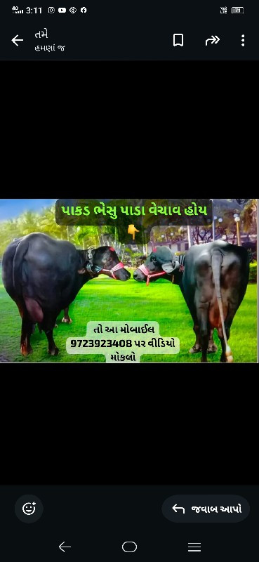 ભેસુ પાડા પાકડા...