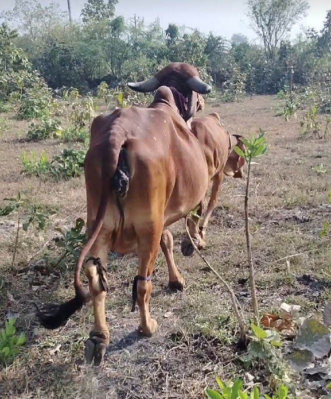 પેલું વેતર