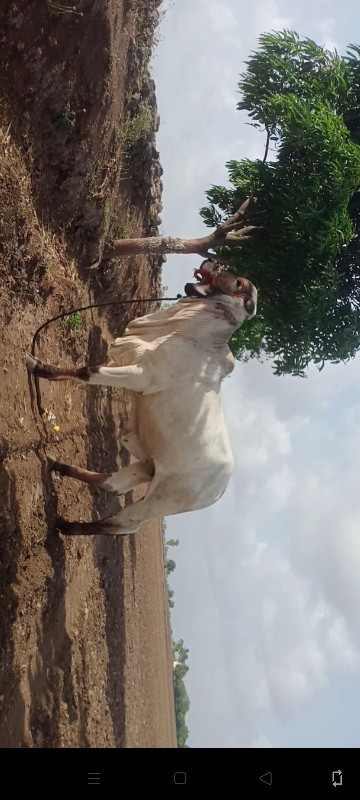 વોડકી વેસવાની છ...