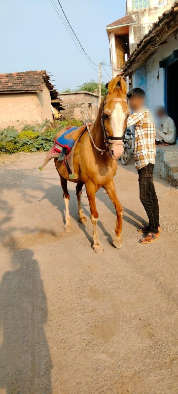 કિંમત મા લાંબો...