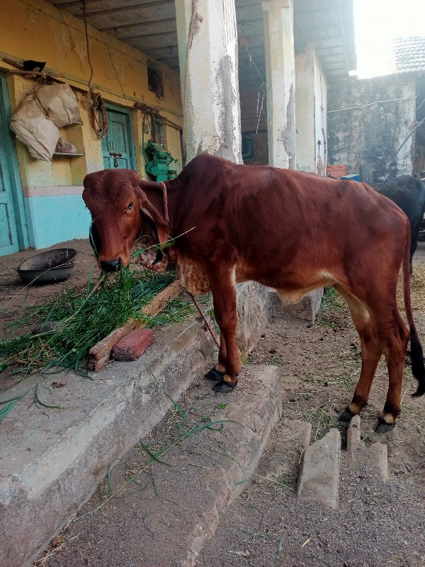 વાસડી