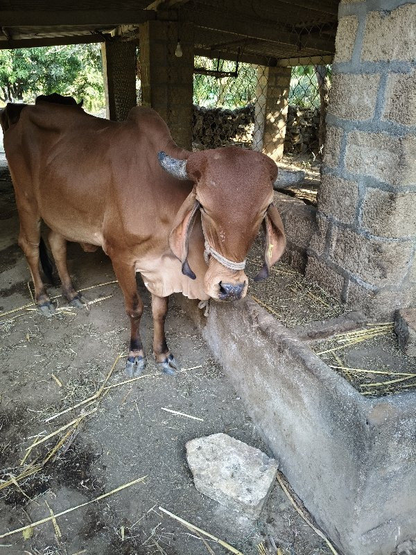 વોડકી વેચવા નીક...