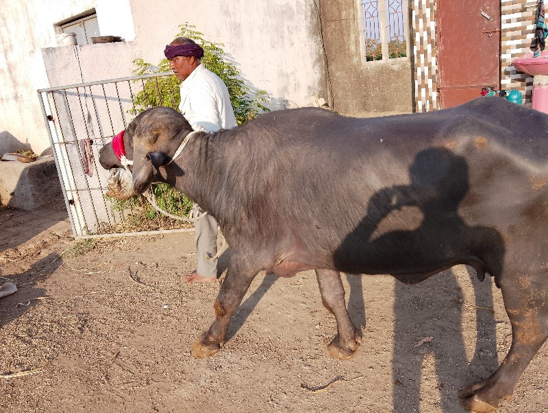 ભેસ વેચવાની છે