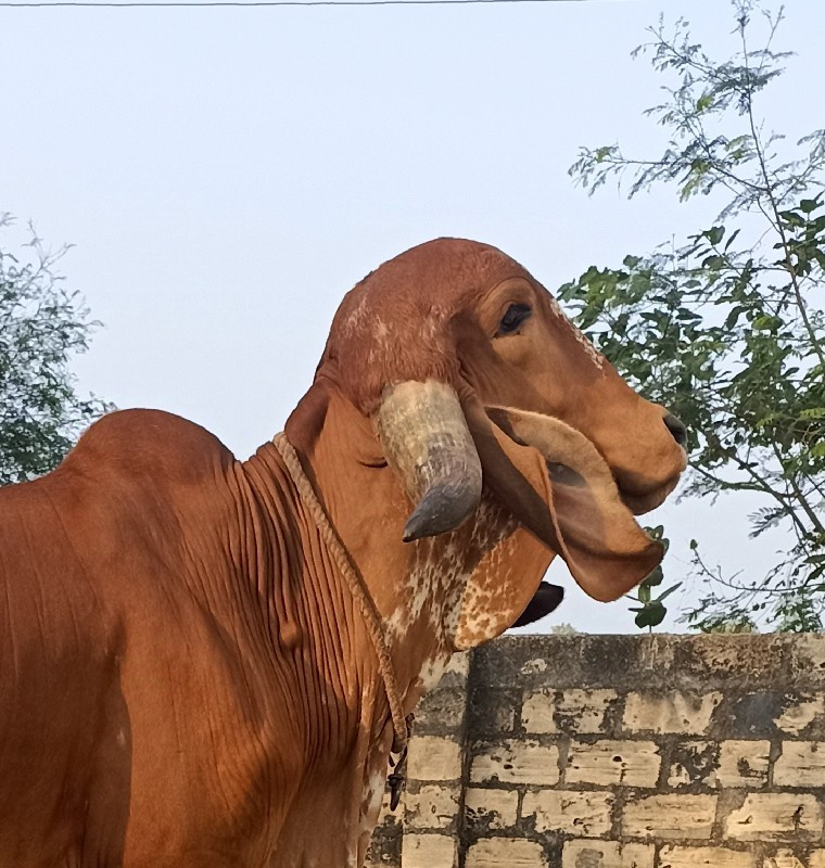 ઞીર ઞાય લેવાની...