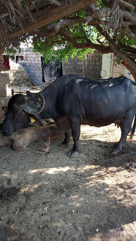 ભેંસ વેચવાની છે