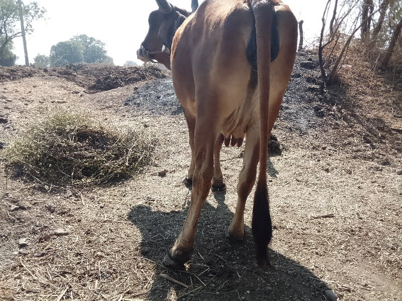 ત્રીજા વેતરમાં...