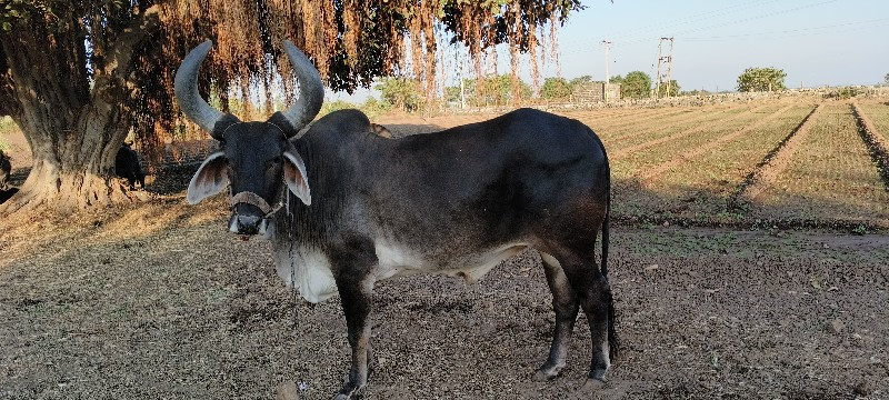 બળદ વેચવાનો છે