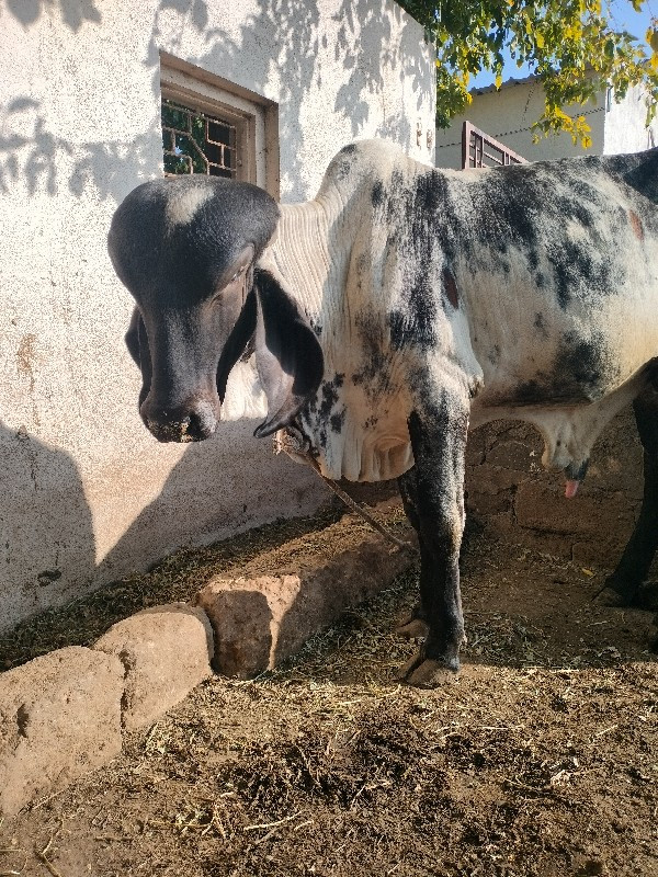 ધણ‌ ઘુંટ વેચવાન...