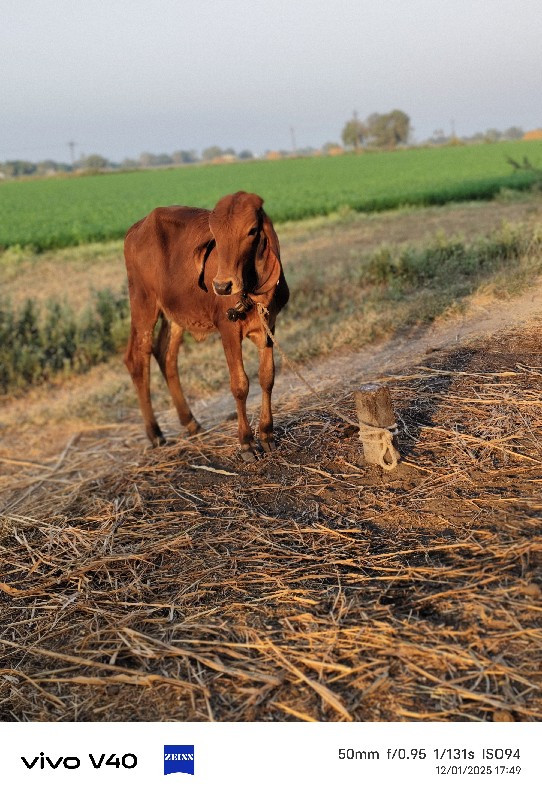 ગાય