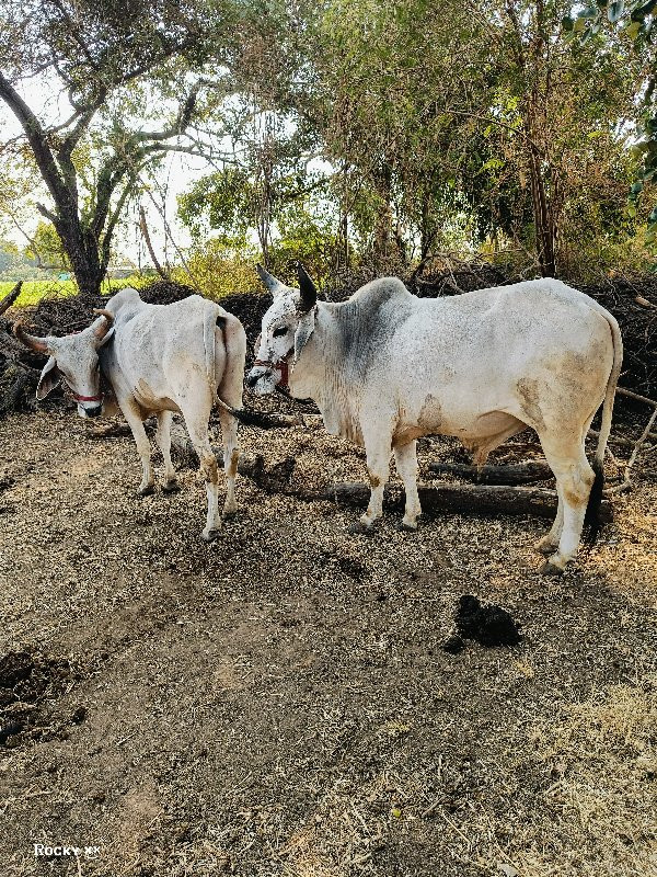 ગોઢલા