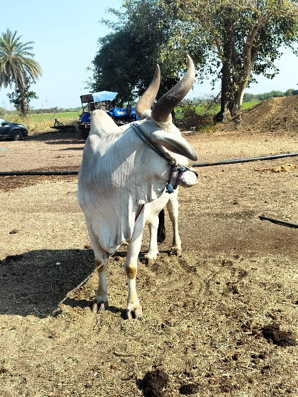 વેચવાનો છે