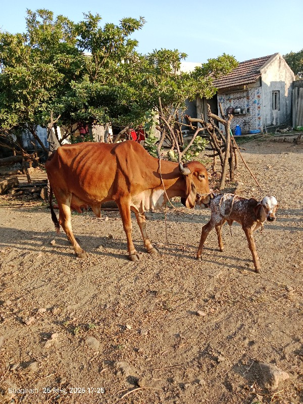 ગીર ગાય વેચવાની...