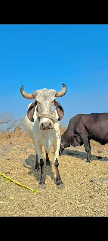 અમરાપુર ગીર