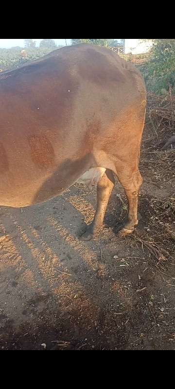 ગાય વેચવાની છે