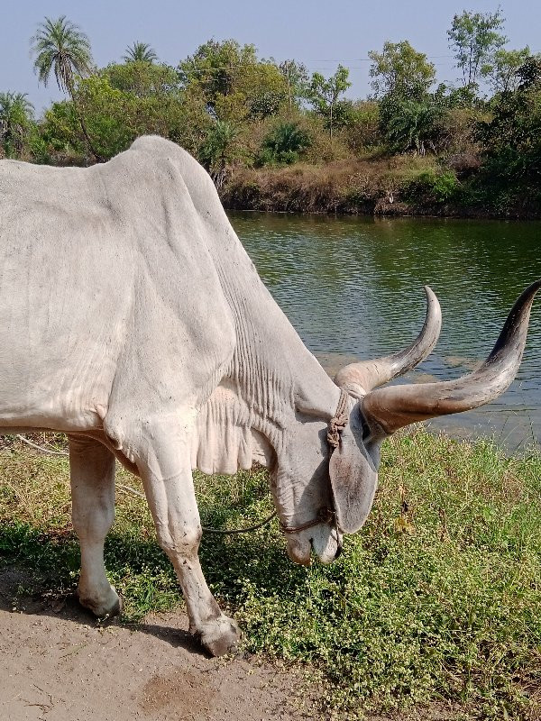 બળદ