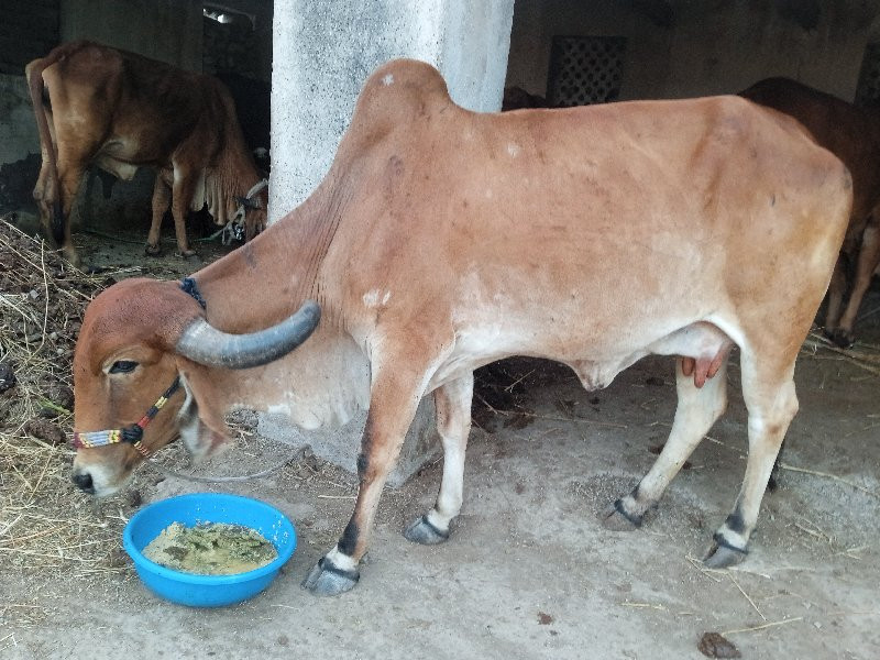 ગીર હોકી વેચવાન...