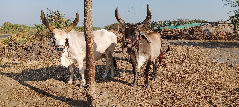 અમરાપર જામજોધપુ...