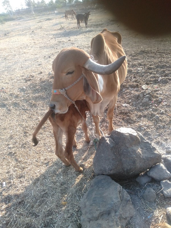 ગાય વેચવાની છે