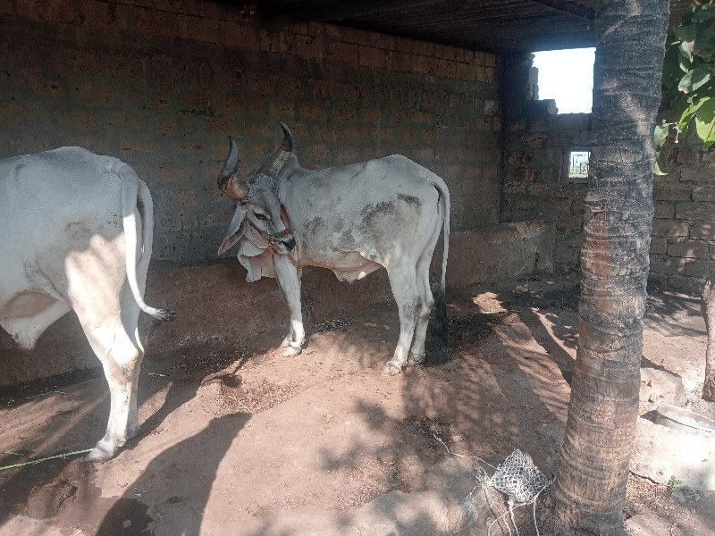 ગોઢલા વેચવાના છ...