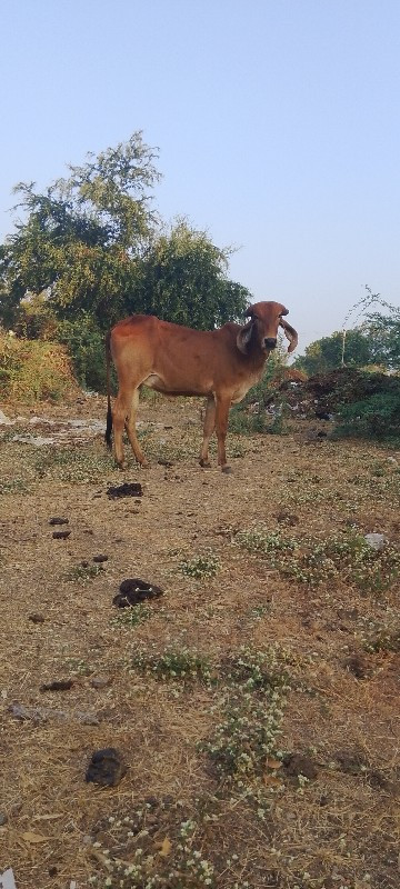 હોડકી વેચવાની છ...