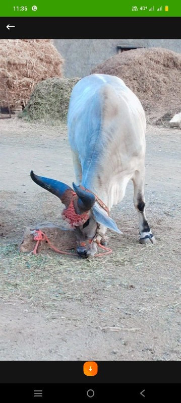 ગોઠલા