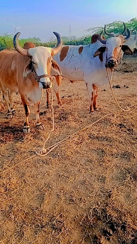 જિલ્લો દેવભૂમિ...