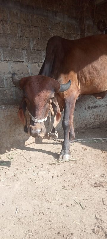 વો‌‌હકી વેસવાનિ...