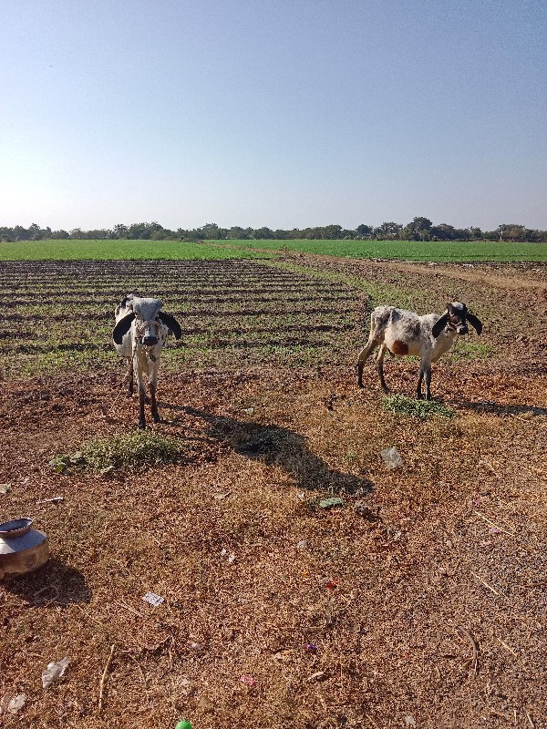 સાટા કરવાના છે...