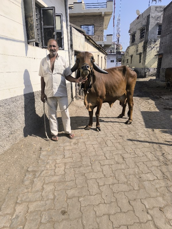 ગીર ગાય દેવાની...