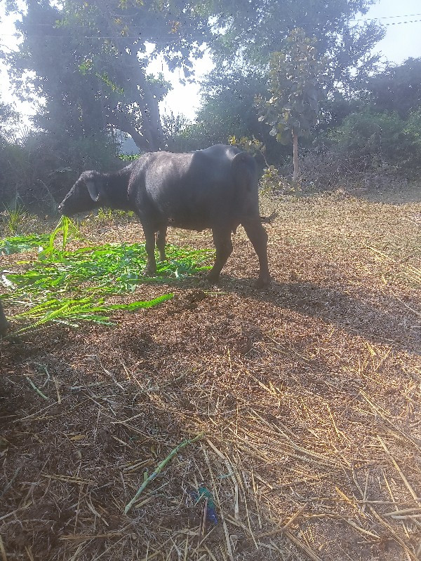 ભેંસ વેચવાની છે