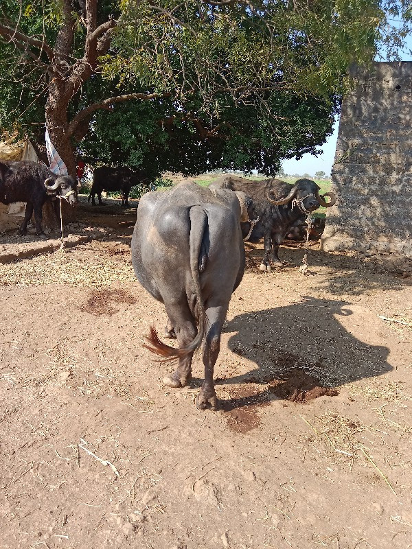 રણમલ