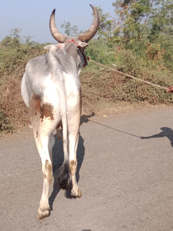 ગોધાલો વેચવાનો...