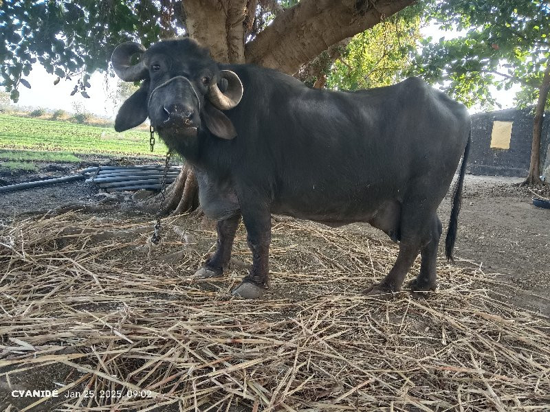 ભેંસ વેચવાની છે