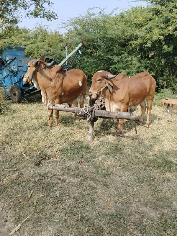 ગોઢલા વેચવાના છ...