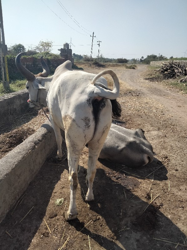 જગાભાઈ,મોં, શંખ...