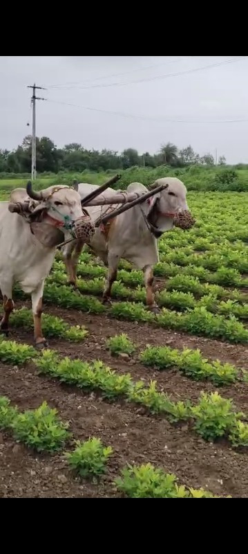 ગોઢલા વેસવાના છ...