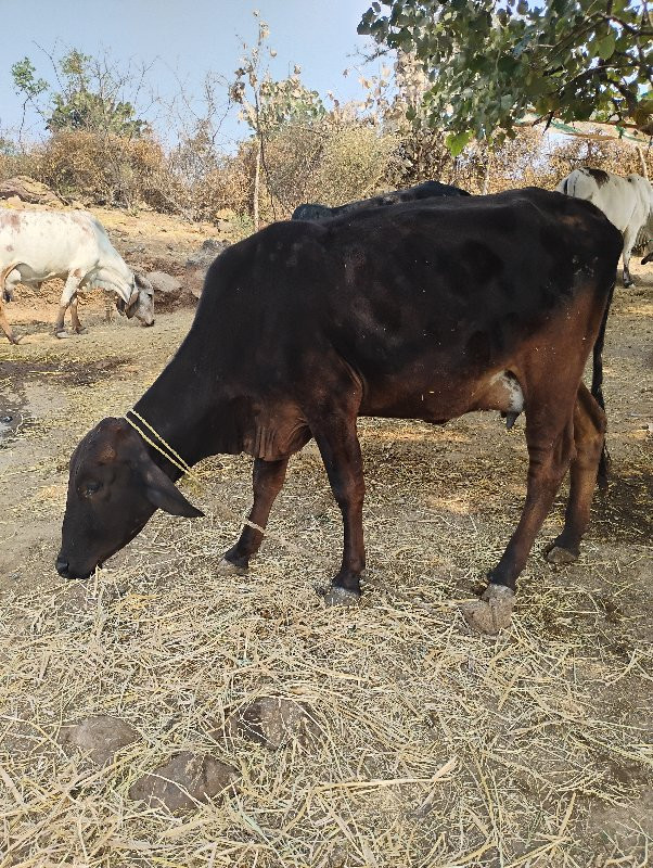 જર્સી વેચવાની છ...