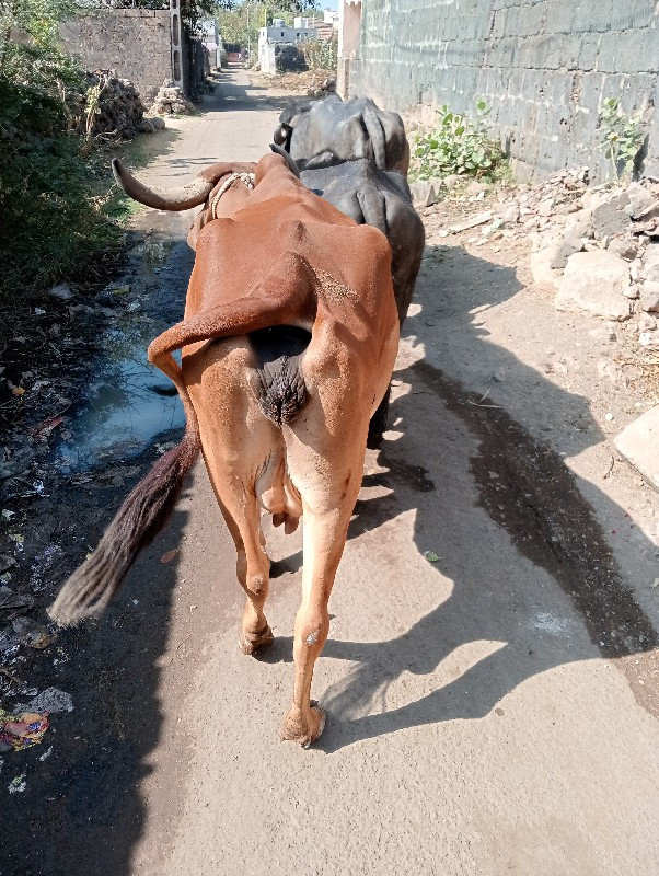 ગાય વેચવાની છે