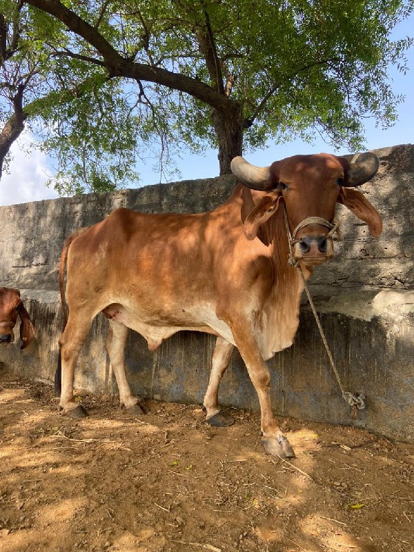 બળદ વેચવાના છે