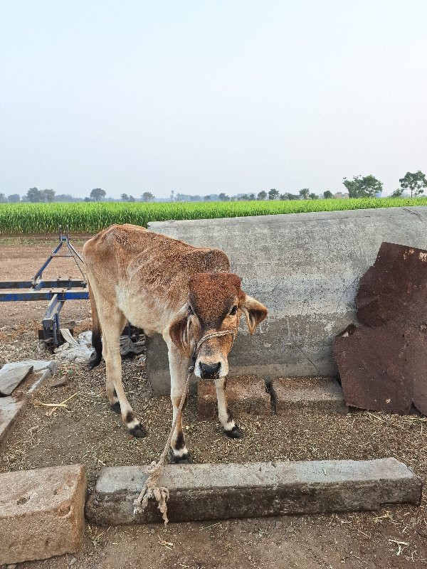 ગાય વેચવાની  છે