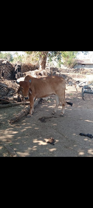 લેવાનો છે આવો