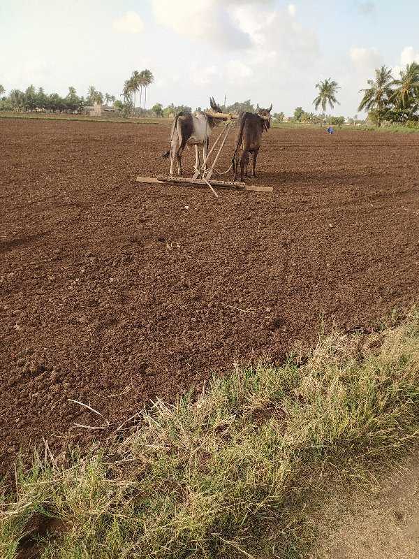 આ ગોધલા વેચવાના...