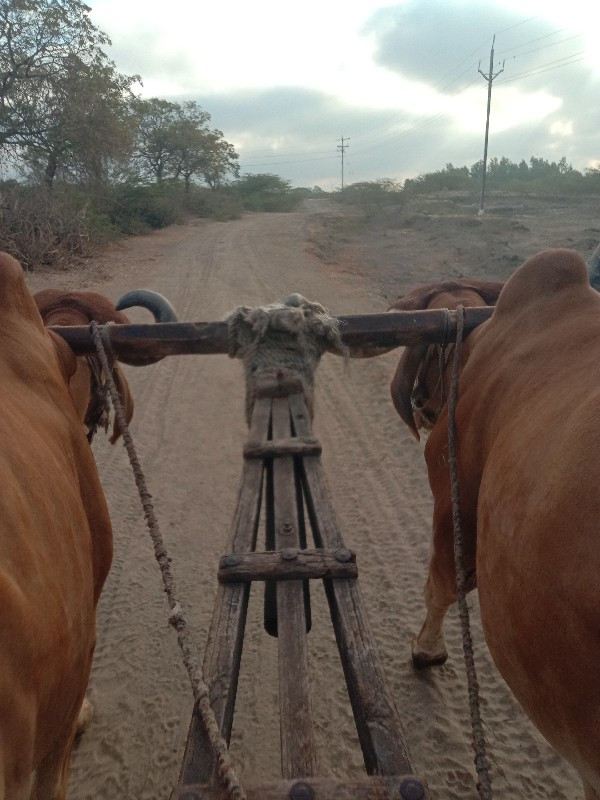 બલદ