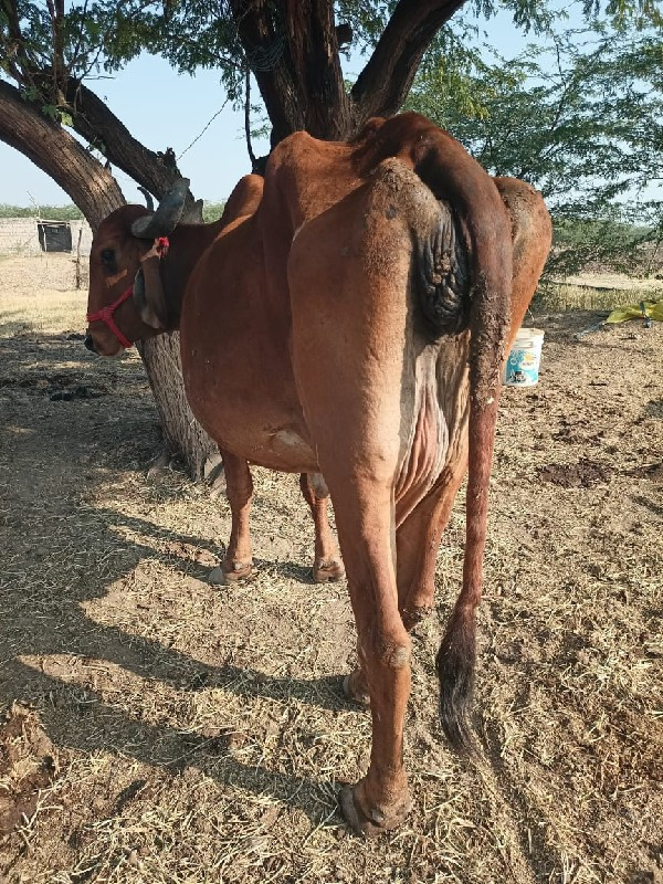 ગાય છે