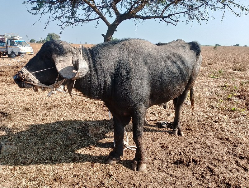 , પાડો વેચવાનો...