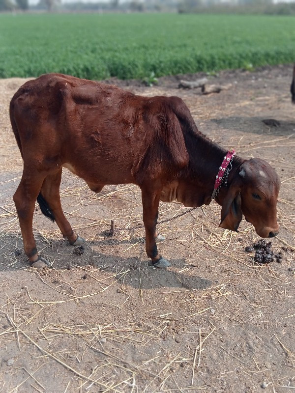 વાજડી