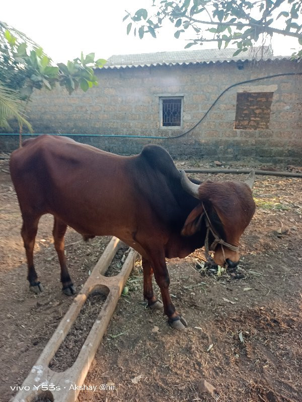 બળદ  ગોધલોવેચવા...